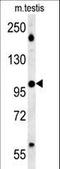 WD Repeat Domain 11 antibody, LS-C156866, Lifespan Biosciences, Western Blot image 