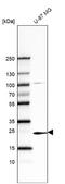Triggering Receptor Expressed On Myeloid Cells 1 antibody, NBP2-76531, Novus Biologicals, Western Blot image 