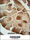 Complement Factor B antibody, 63-753, ProSci, Immunohistochemistry paraffin image 