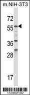 Bridging Integrator 1 antibody, 57-663, ProSci, Western Blot image 