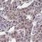 Thyroid Hormone Receptor Interactor 12 antibody, NBP2-33450, Novus Biologicals, Immunohistochemistry frozen image 