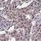 Probable E3 ubiquitin-protein ligase TRIP12 antibody, NBP2-33450, Novus Biologicals, Immunohistochemistry frozen image 