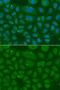 Annexin A8-like protein 1 antibody, PA5-76232, Invitrogen Antibodies, Immunofluorescence image 