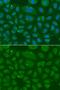 Annexin A8-like protein 1 antibody, PA5-76232, Invitrogen Antibodies, Immunofluorescence image 