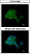 Eukaryotic Elongation Factor 2 Kinase antibody, LS-C186215, Lifespan Biosciences, Immunocytochemistry image 