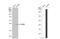 Glutathione Peroxidase 2 antibody, NBP1-32002, Novus Biologicals, Western Blot image 