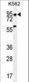 Pleckstrin Homology Domain Containing A4 antibody, LS-C163786, Lifespan Biosciences, Western Blot image 