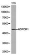 Adiponectin Receptor 1 antibody, LS-C192966, Lifespan Biosciences, Western Blot image 