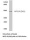Neuropeptide Y Receptor Y2 antibody, LS-C177207, Lifespan Biosciences, Western Blot image 