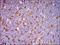 Thy-1 Cell Surface Antigen antibody, NBP2-37330, Novus Biologicals, Immunohistochemistry frozen image 