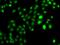 CBFA2/RUNX1 Partner Transcriptional Co-Repressor 2 antibody, orb247753, Biorbyt, Immunocytochemistry image 