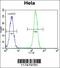 Nucleophosmin 1 antibody, 61-535, ProSci, Immunofluorescence image 