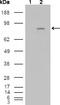 CD334 antibody, M00769-2, Boster Biological Technology, Western Blot image 