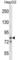 Cation Channel Sperm Associated 1 antibody, abx027137, Abbexa, Western Blot image 
