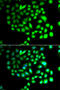 TCAL8 antibody, 23-223, ProSci, Immunofluorescence image 