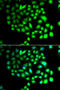 Transcription Elongation Factor A Like 8 antibody, 23-223, ProSci, Immunofluorescence image 