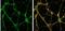 EF-Hand Domain Family Member D2 antibody, NBP1-31134, Novus Biologicals, Immunofluorescence image 