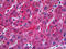 10-formyltetrahydrofolate dehydrogenase antibody, 51-742, ProSci, Immunohistochemistry paraffin image 