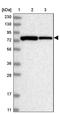 ATP Binding Cassette Subfamily F Member 3 antibody, PA5-57614, Invitrogen Antibodies, Western Blot image 