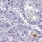 NANOG Neighbor Homeobox antibody, HPA060371, Atlas Antibodies, Immunohistochemistry frozen image 