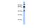 Tripartite Motif Containing 9 antibody, PA5-40853, Invitrogen Antibodies, Western Blot image 