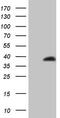 Galectin 9 antibody, CF805684, Origene, Western Blot image 