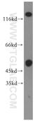 Glutamate Ionotropic Receptor Kainate Type Subunit 2 antibody, 13597-1-AP, Proteintech Group, Western Blot image 