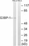 G3BP Stress Granule Assembly Factor 1 antibody, A02199, Boster Biological Technology, Western Blot image 