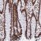 Heparin Binding Growth Factor antibody, NBP2-38589, Novus Biologicals, Immunohistochemistry frozen image 