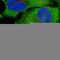 GAPDH antibody, HPA040067, Atlas Antibodies, Immunocytochemistry image 