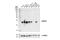 Heat Shock Protein Family B (Small) Member 1 antibody, 50353S, Cell Signaling Technology, Western Blot image 