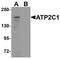 ATPase Secretory Pathway Ca2+ Transporting 1 antibody, A03143, Boster Biological Technology, Western Blot image 