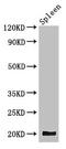 Guided Entry Of Tail-Anchored Proteins Factor 1 antibody, CSB-PA026148LA01HU, Cusabio, Western Blot image 