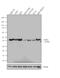 N-Myc Downstream Regulated 1 antibody, 42-6200, Invitrogen Antibodies, Western Blot image 