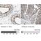 SH3 Domain Containing GRB2 Like, Endophilin B1 antibody, NBP1-89972, Novus Biologicals, Immunohistochemistry paraffin image 