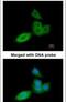 Ubiquitin C-Terminal Hydrolase L1 antibody, PA5-29012, Invitrogen Antibodies, Immunofluorescence image 
