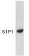 Sphingosine-1-Phosphate Receptor 1 antibody, ab11424, Abcam, Western Blot image 