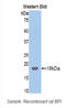 Bactericidal Permeability Increasing Protein antibody, LS-C300290, Lifespan Biosciences, Western Blot image 