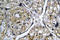 Insulin Like 4 antibody, LS-C177368, Lifespan Biosciences, Immunohistochemistry frozen image 
