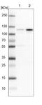 Glutamate Ionotropic Receptor Kainate Type Subunit 2 antibody, NBP1-91946, Novus Biologicals, Western Blot image 