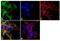 Amiloride-sensitive sodium channel subunit alpha antibody, PA1-920A, Invitrogen Antibodies, Immunofluorescence image 