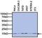 TATA-Box Binding Protein Associated Factor 13 antibody, MA3-073, Invitrogen Antibodies, Western Blot image 