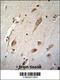 Nucleoredoxin Like 2 antibody, 55-263, ProSci, Immunohistochemistry frozen image 