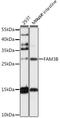 Family With Sequence Similarity 3 Member B antibody, LS-C748635, Lifespan Biosciences, Western Blot image 