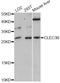 C-Type Lectin Domain Family 3 Member B antibody, LS-C747467, Lifespan Biosciences, Western Blot image 