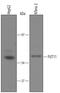 Fucosyltransferase 11 antibody, AF5964, R&D Systems, Western Blot image 