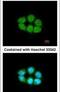Solute Carrier Family 4 Member 1 Adaptor Protein antibody, PA5-31057, Invitrogen Antibodies, Immunofluorescence image 