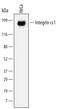 Integrin Subunit Alpha 1 antibody, MAB5676, R&D Systems, Western Blot image 