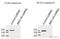 SWI/SNF Related, Matrix Associated, Actin Dependent Regulator Of Chromatin, Subfamily A, Member 4 antibody, ab4081, Abcam, Western Blot image 