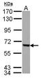 Fem-1 Homolog C antibody, NBP2-14955, Novus Biologicals, Western Blot image 